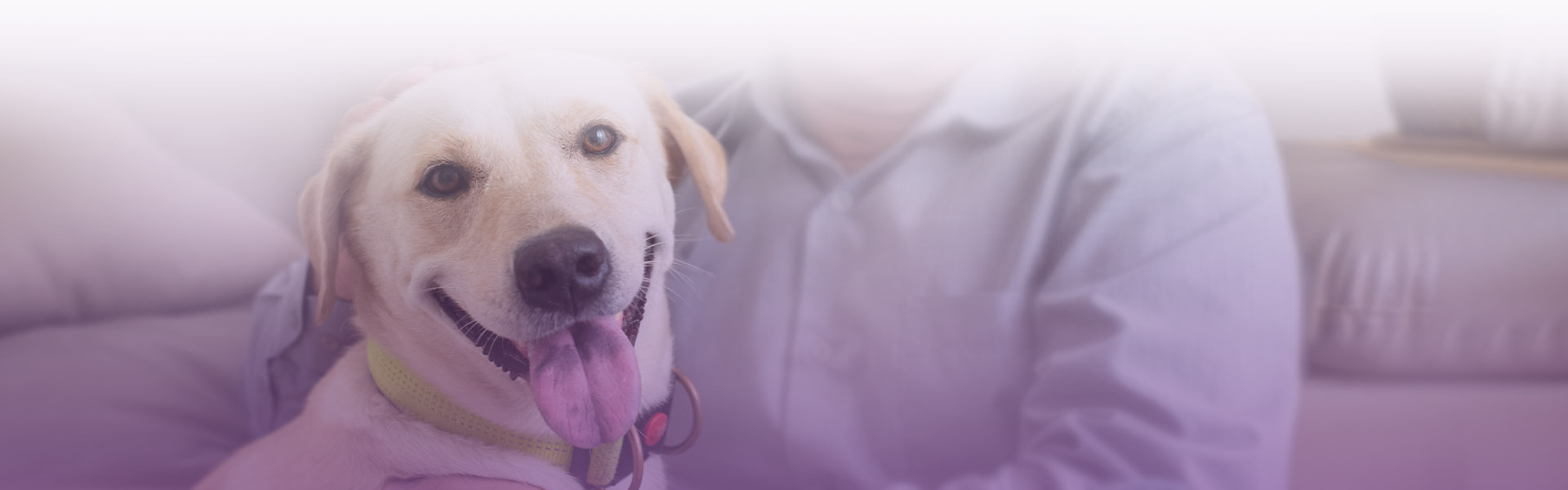 smiling labrador dog looking at the camera