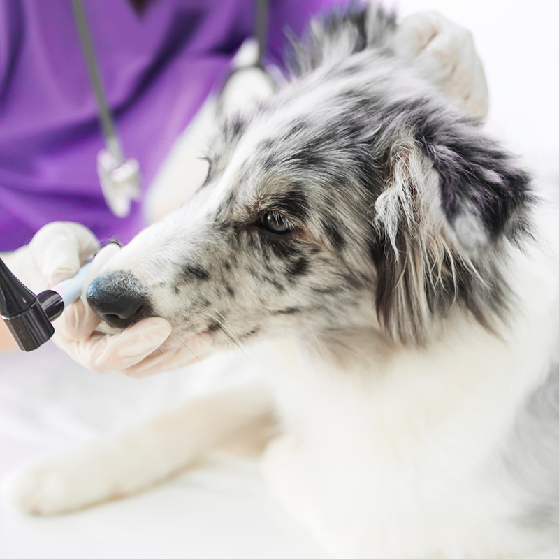 female veterinarian examining dog s clinic