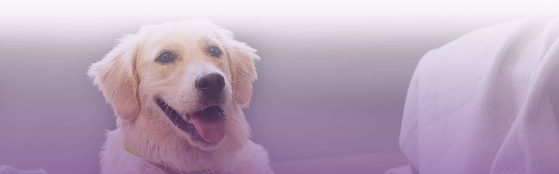 smiling golden retriever dog looking at the camera