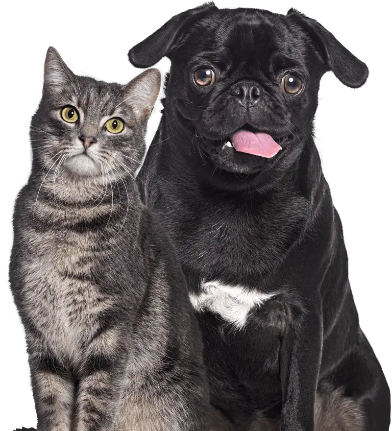 black pug dog and gray cat together