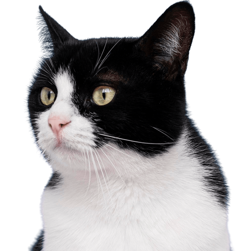 black and white cat with transparent background