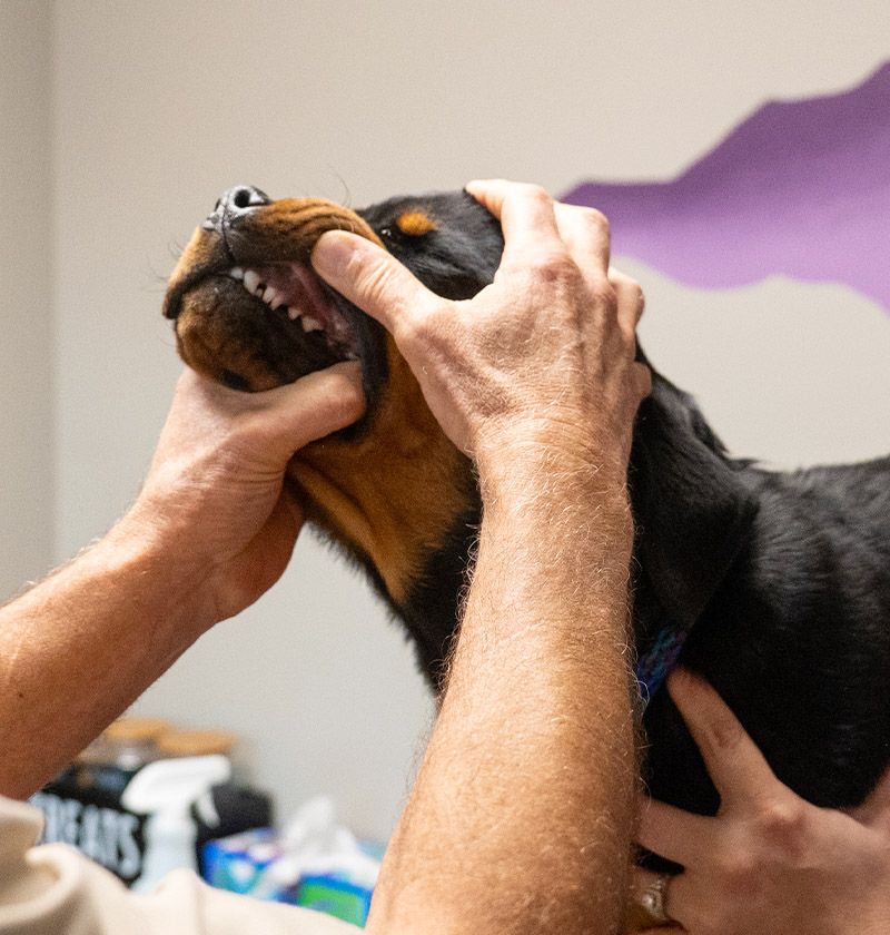 adorable puppy dental care fillmore veterinary hospital