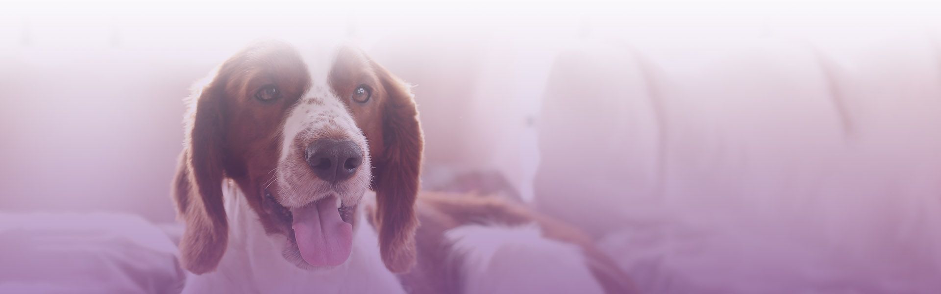 adorable dog on the bed