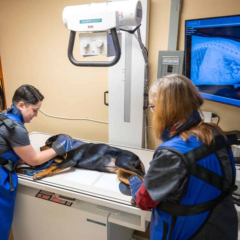 dog during digital x ray procedure at fillmore veterinary hospital