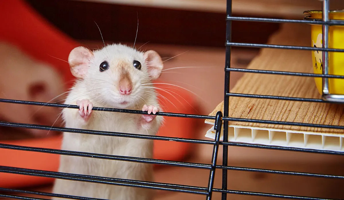 pet-rat-sneezing-cold-weather-colorado-springs