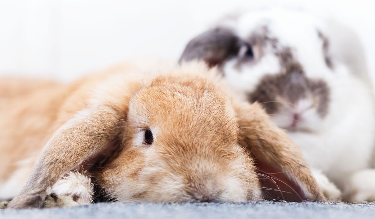 indoor-rabbit-care-newly-adopted-bunny