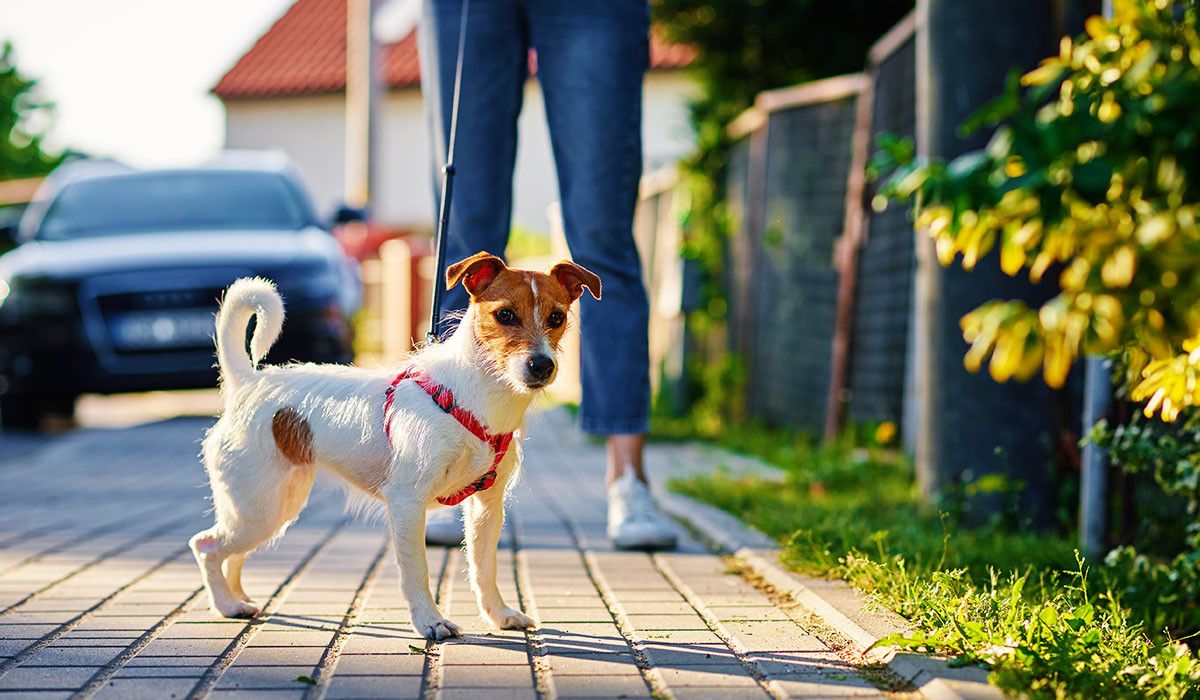 spring-parasites-dog-walk-preventive-care