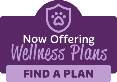 Now Offering Wellness Plans widget with CTA button