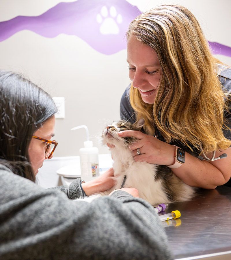 fillmore veterinary technicians collecting a blood sample for diagnostic testing