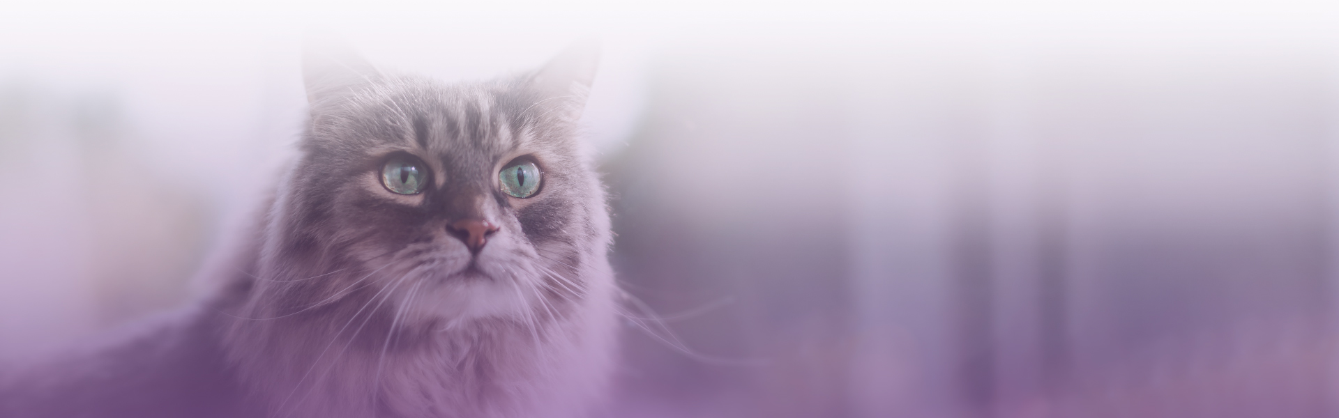 beautiful gray fluffy cat with green eyes