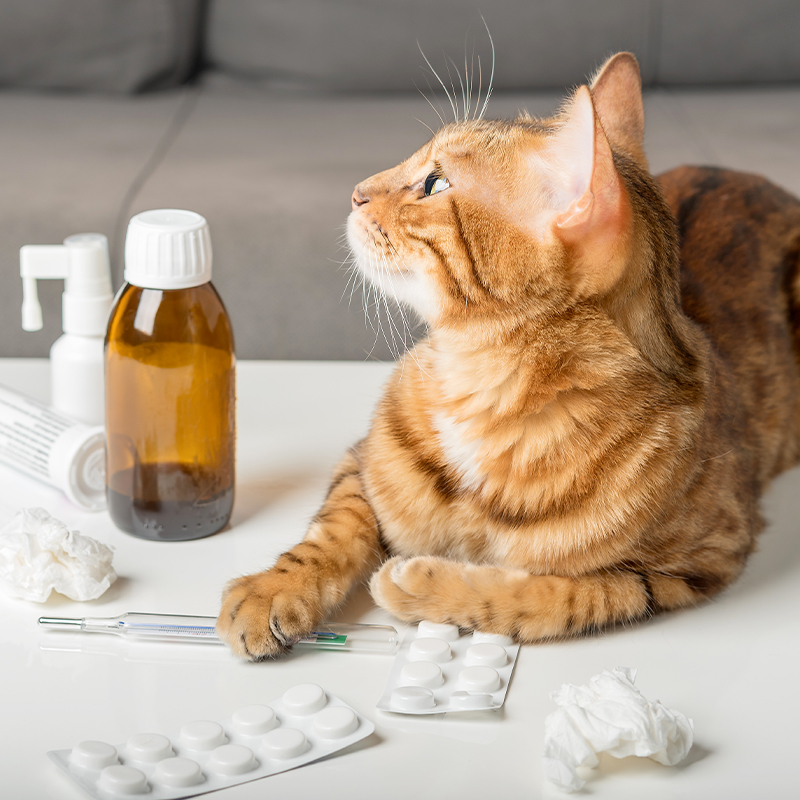 domestic cat table with medicines colds virus medicines home treatment