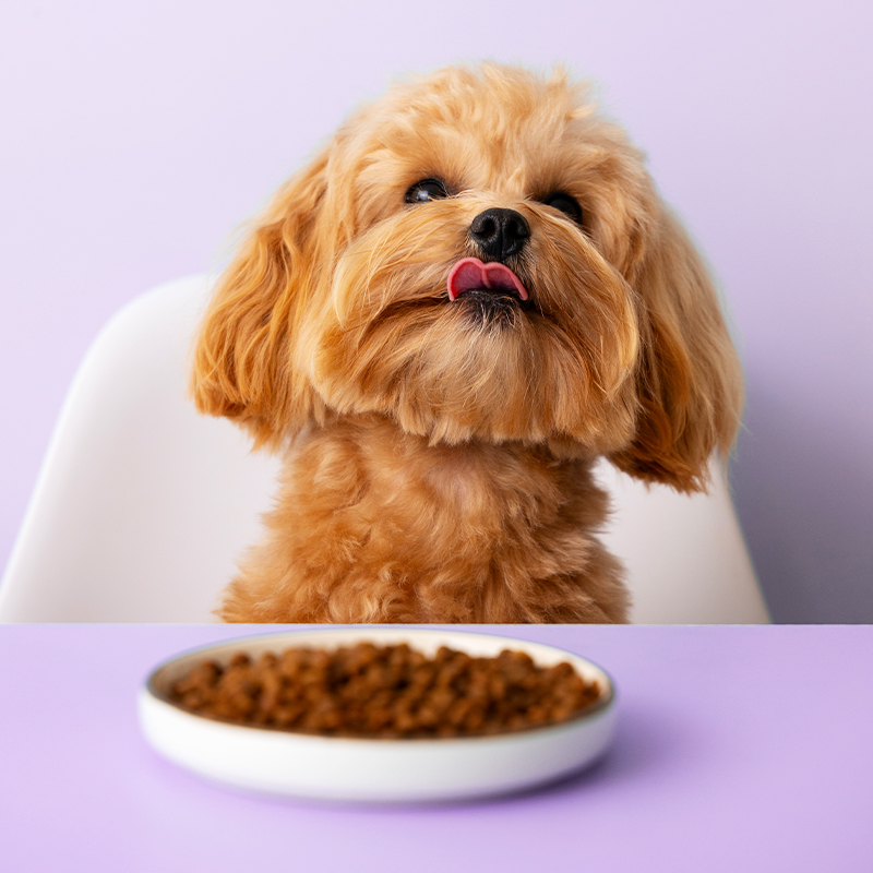 close up adorable pet eating