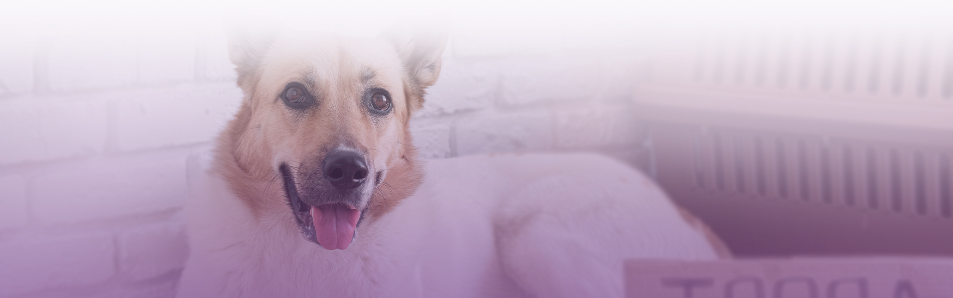 happy dog at home looking at the camera