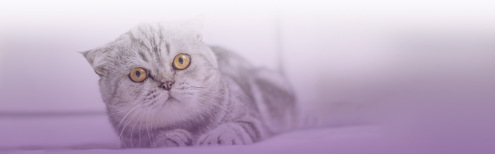 gray striped cat lying on a bed
