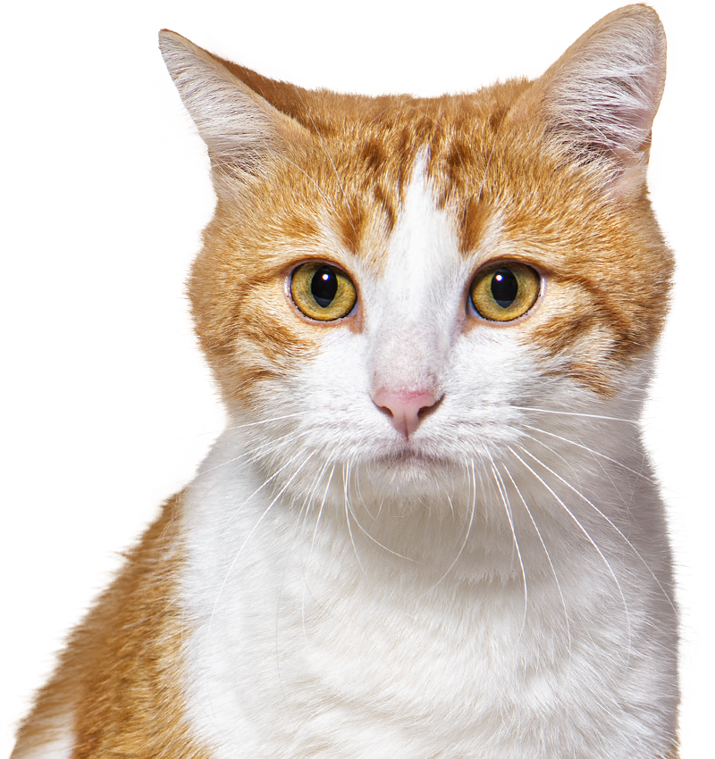 ginger and white cat with transparent background
