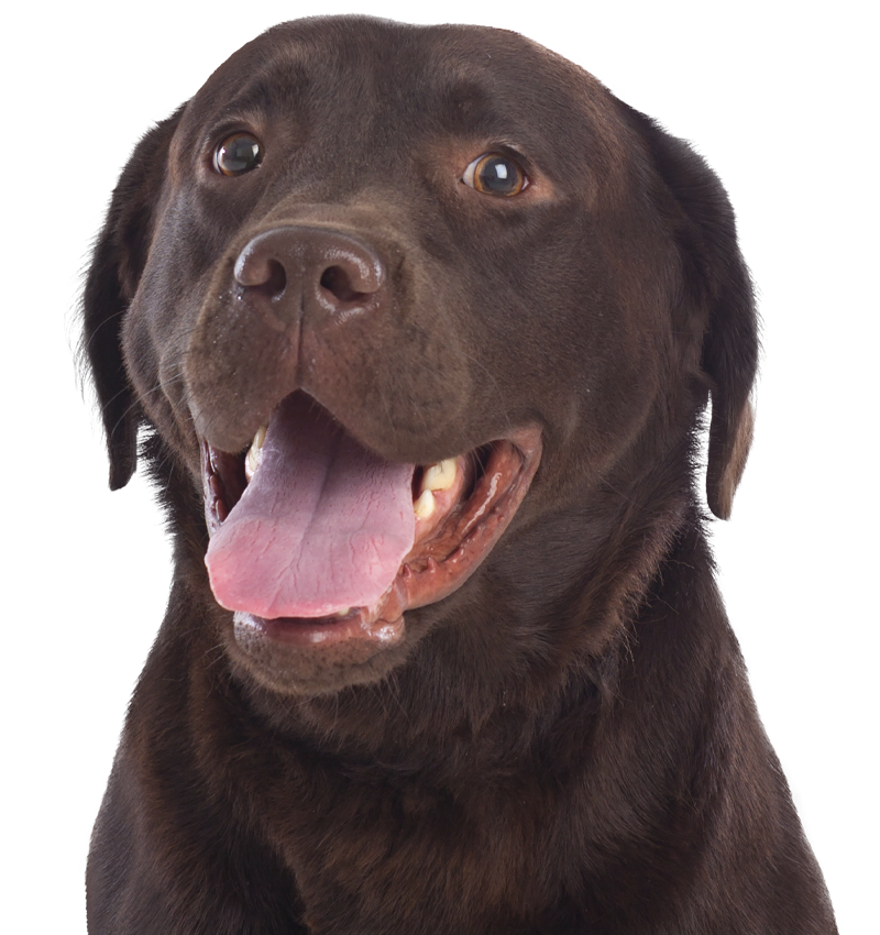 chocolate labrador dog with transparent background