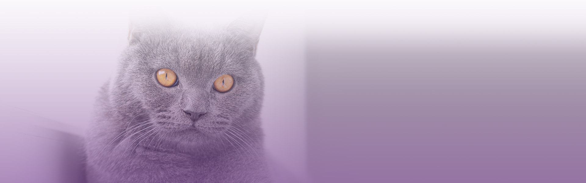 gray cat with yellow eyes looking at the camera