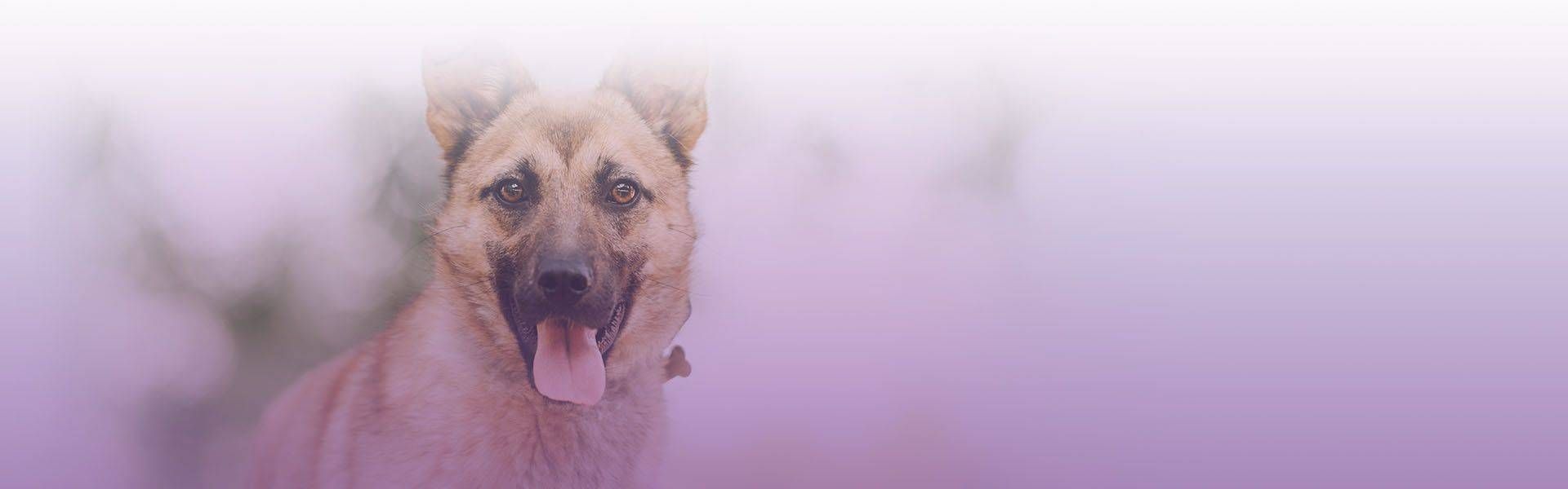 cute german sheperd dog