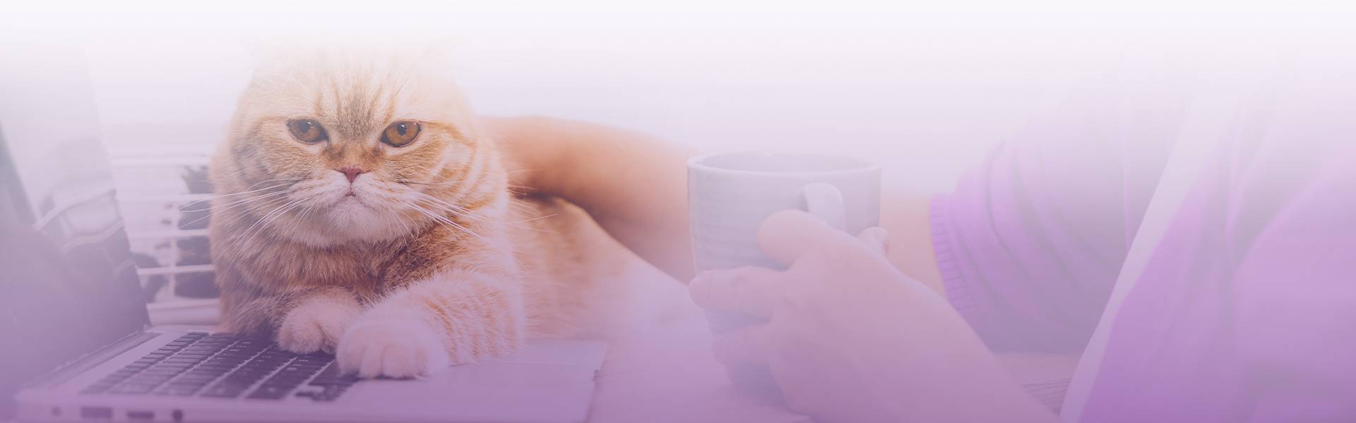 woman works her laptop with her scottish fold cat beside her
