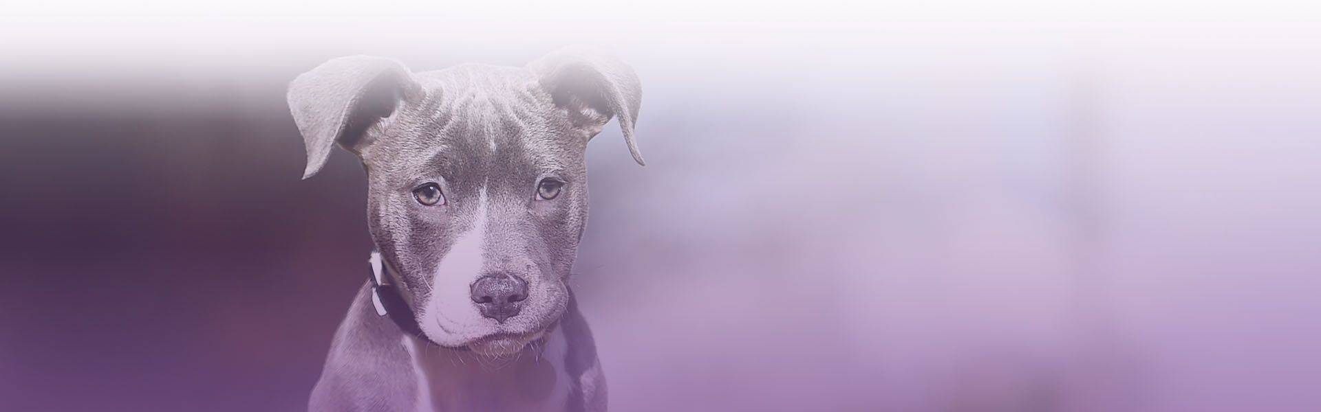 dog is sitting at grass with black collar
