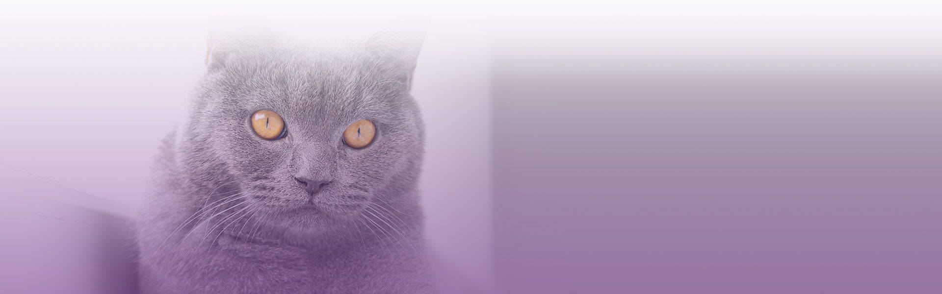 gray cat with yellow eyes