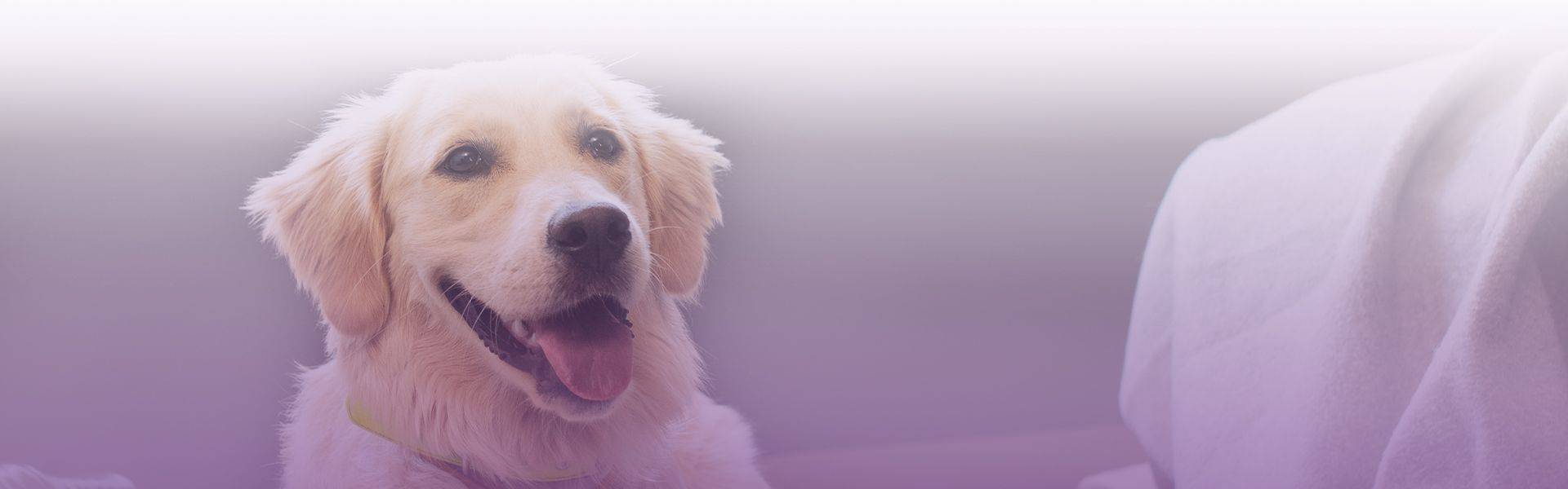 smiling golden retriever dog