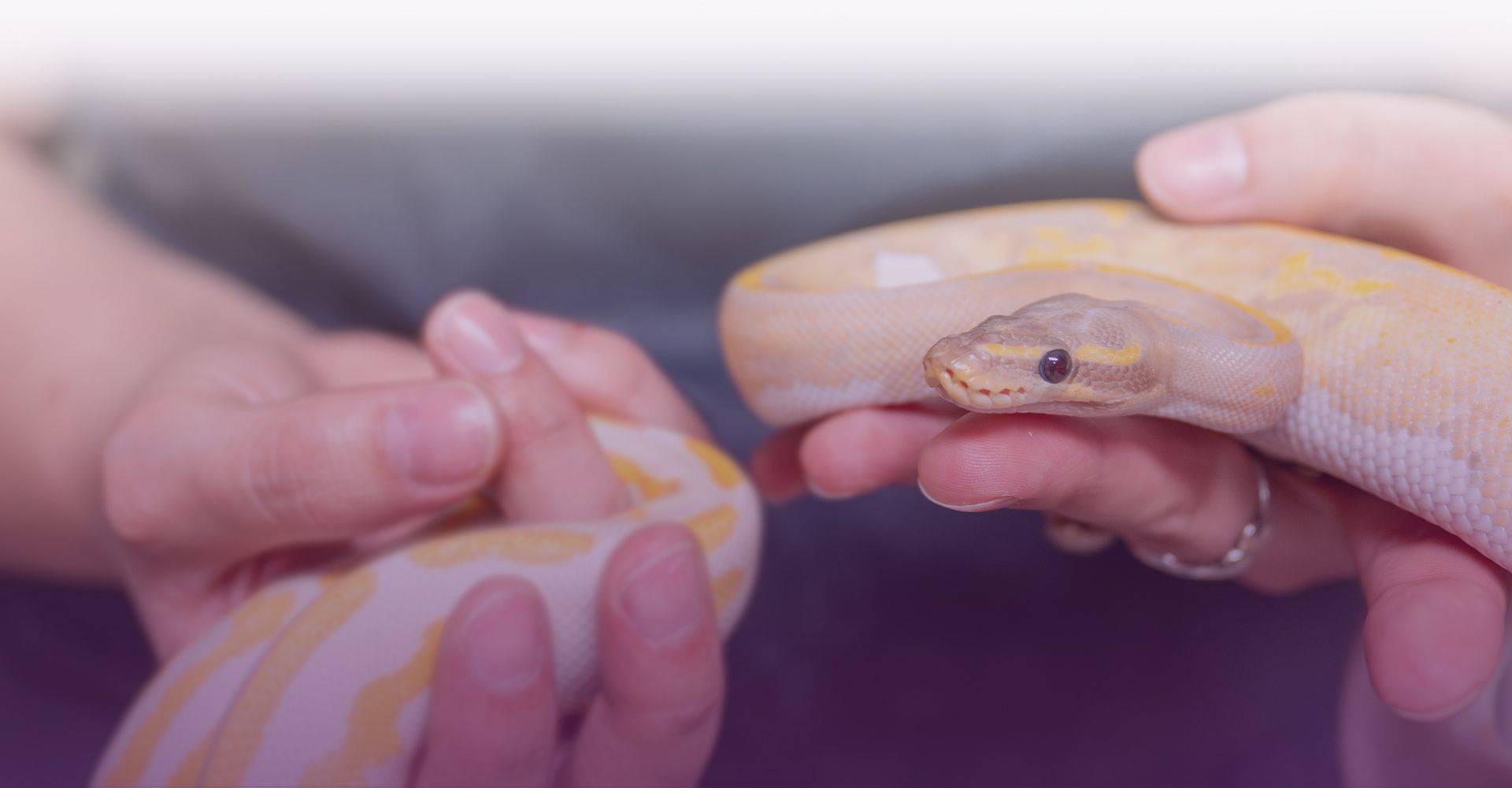 samoyed dog at mountains