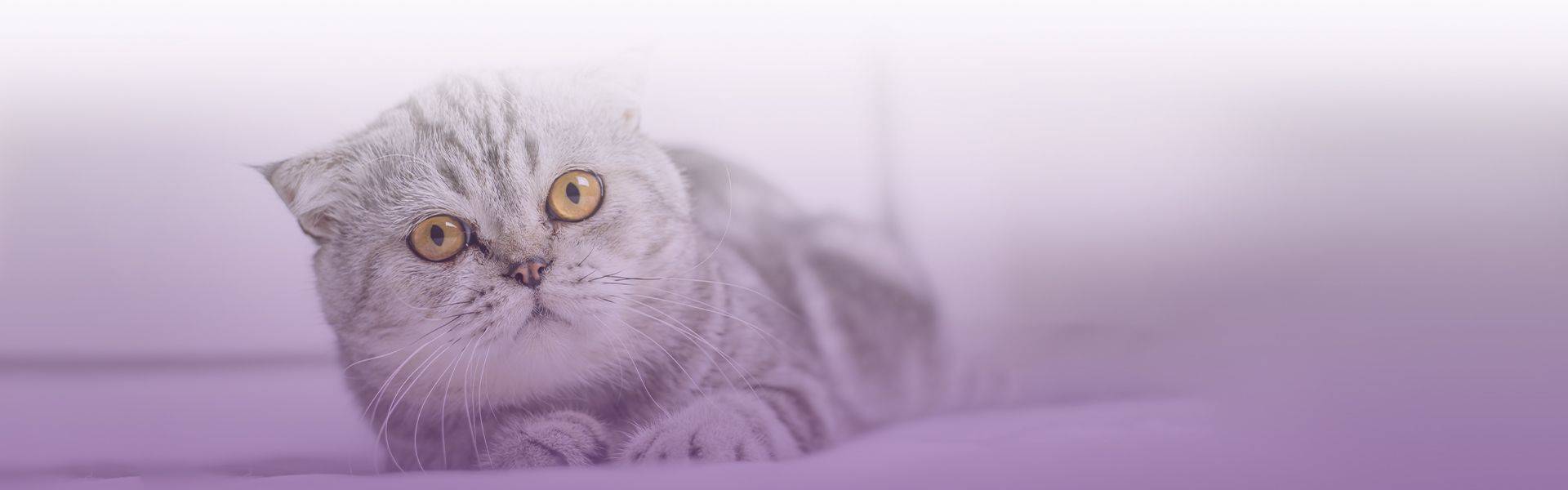 gray striped cat lying on a bed