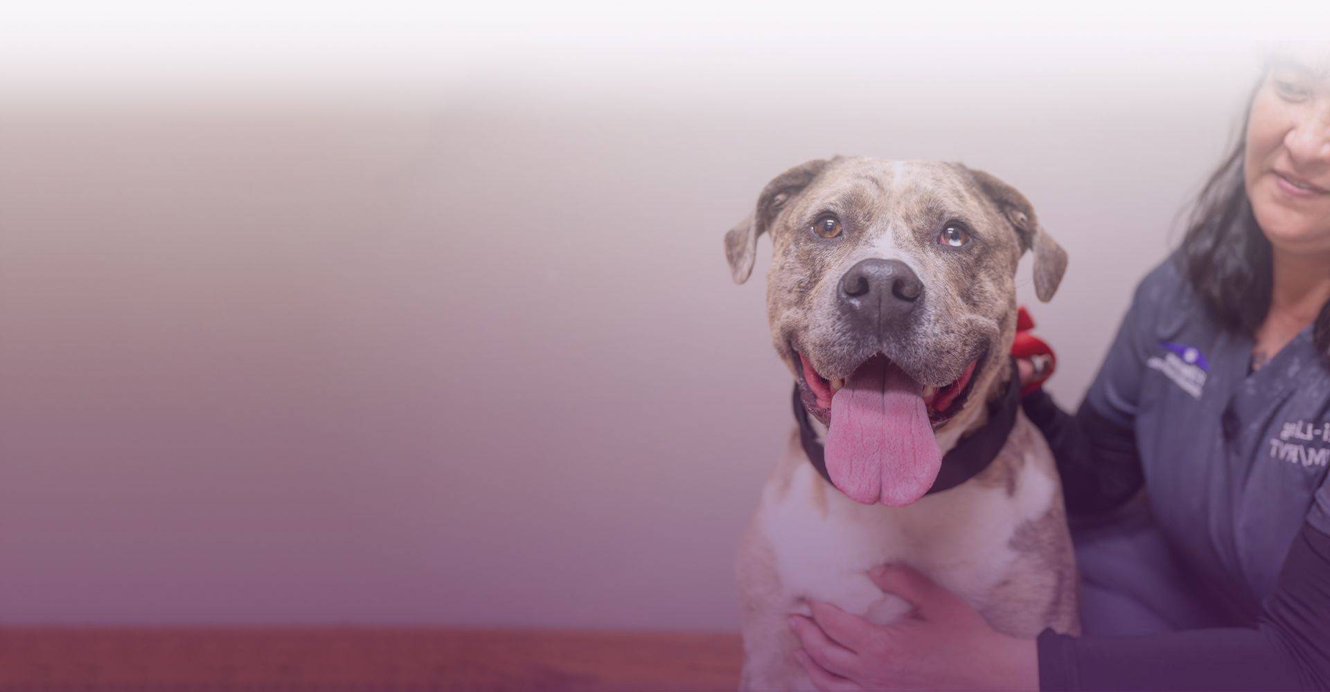 samoyed dog at mountains