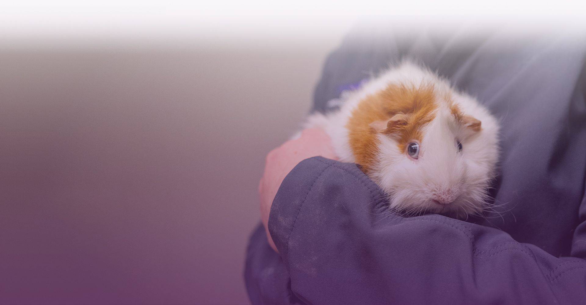 samoyed dog at mountains