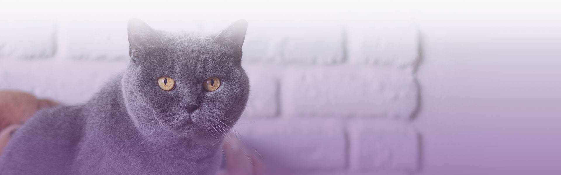 beautiful shorthair british cat resting