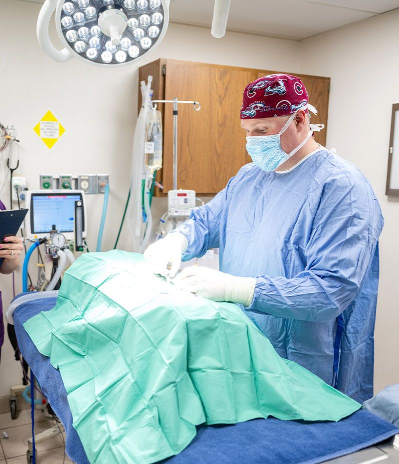 veterinarian performing a spay/neuter surgery at Fillmore Veterinary Hospital