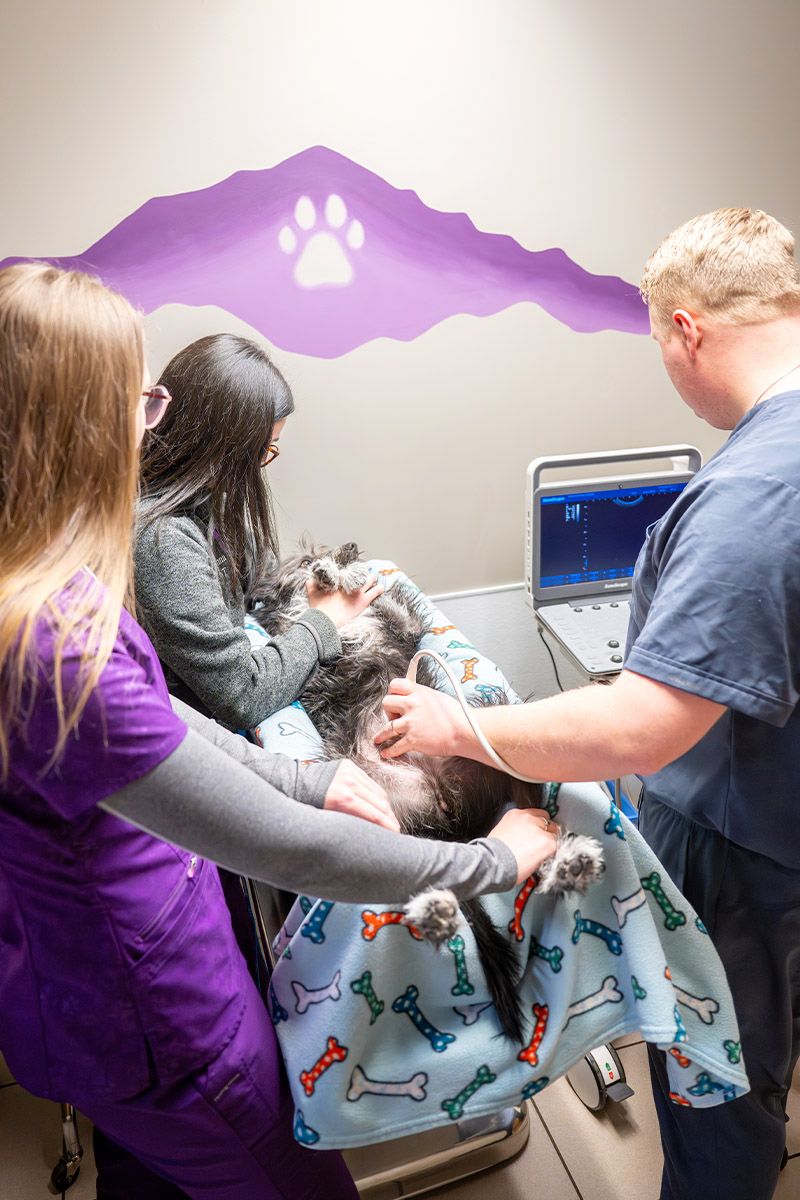 dog receiving an abdominal ultrasound at Fillmore Veterinary Hospital